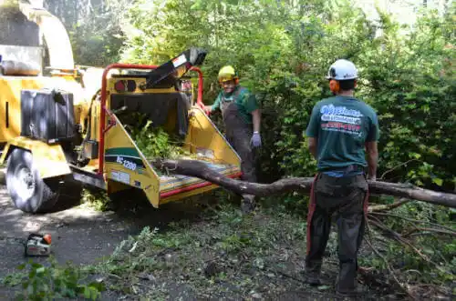 tree services St. Augustine Shores